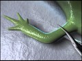 Salamander Limb Regeneration — HHMI BioInteractive Video