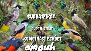 Download lagu suara pikat burung kecil ribut kombinasi suara cendet ngamuk terbaru 087@sutikchannel1386 mp3 Download lagu suara pikat burung kecil ribut kombinasi suara cendet ngamuk terbaru 087@sutikchannel1386 mp3