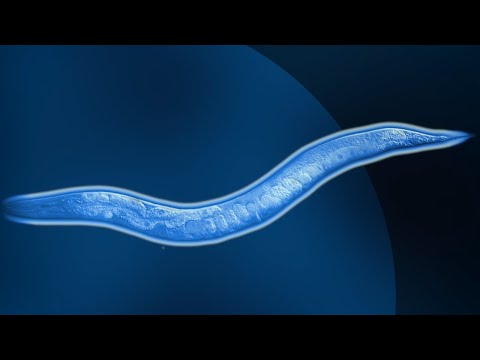 Cold as (vitreous) ice: high pressure freezing microscopic worms