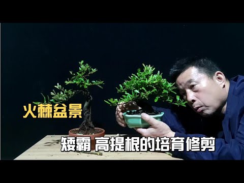 , title : 'How to select and cultivate Pyracantha, how to prune to improve its fruiting rate火棘如何選型培育怎樣修剪提高它的掛果率'
