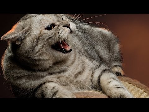 How to Deal with an Aggressive Cat | Cat Care - YouTube