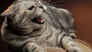 How to Deal with an Aggressive Cat | Cat Care