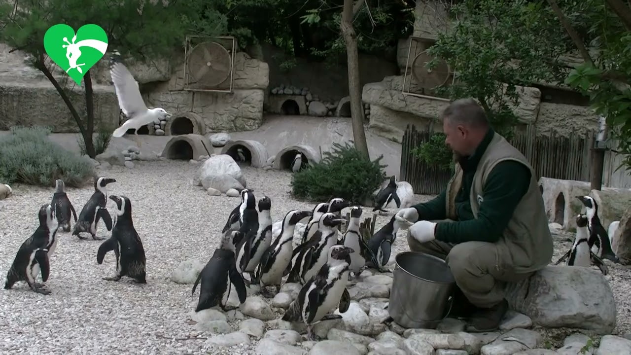 AL BIOPARCO DI ROMA NATI OTTO FENICOTTERI E UN PINGUINO DEL CAPO