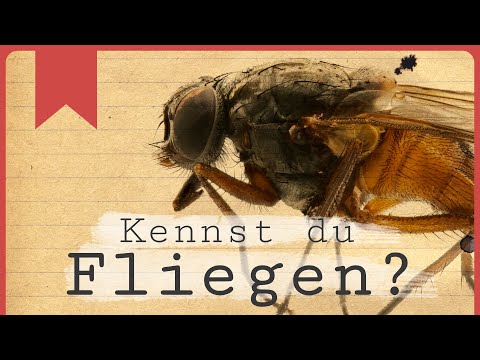 Flying: A look behind the prejudices