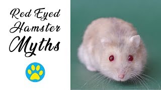 Red Eyed Hamsters | Myths & Misconceptions Debunked! by ErinsAnimals