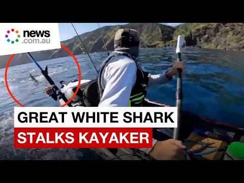 Terrifying moment kayaker is chased by massive great white shark