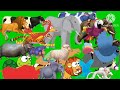 Cartoon Animal Running Green Screen Video Zoo Animal Stamped Animal Race Competition Cartoon