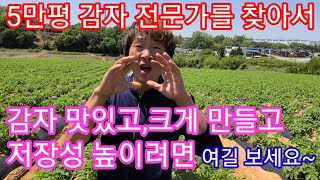 5만평 감자밭 전문가가 알려주는 맛있고 크게 만들어 저장성 높이는방법 감자물주기 감자추비 감자수확시기 감자재…