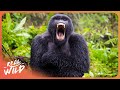 Mountain Gorillas Of Virunga And Their Fight With Humanity