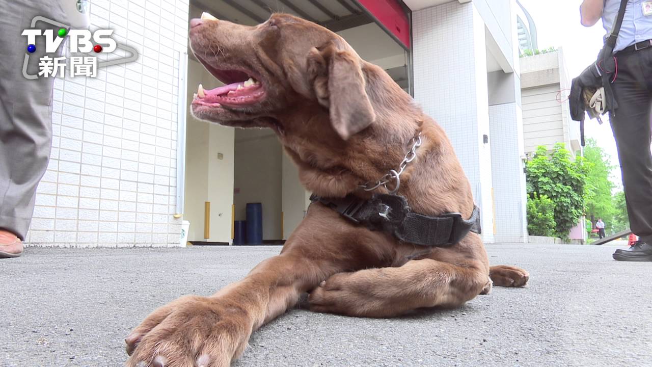 牠上輩子可能是人!搜救犬越皮 任務達成率越高
