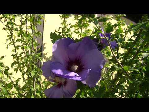 MongoTV_558 - Del 9 - Sensommer Gåtur Frederiksdal Storskov Torsdag 20.August 2015