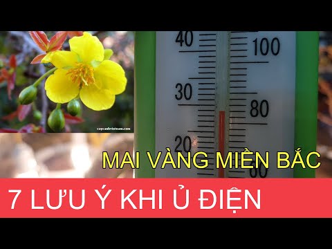 🔴 QBS2103 - Chia sẻ 7 lưu ý khi ủ điện cho mai vàng miền bắc || lưu ý khi ủ nhiệt cây mai || Bonsai