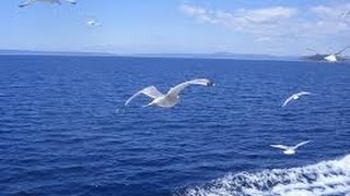Универсальный поплавки для ловли на море