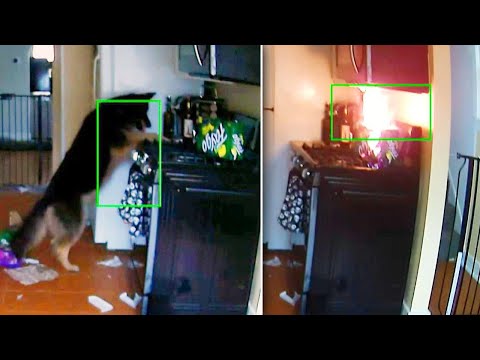 download lagu mp3 mp4 dogs On Stove, download lagu dogs On Stove gratis, unduh video klip dogs On Stove