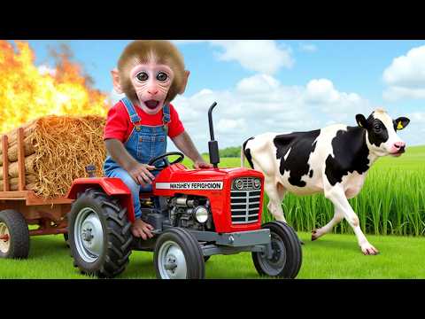 Monkey Nana the is dramatically driving a tractor through a storm to harvest honey.