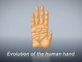 Evolution Of The Human Hand