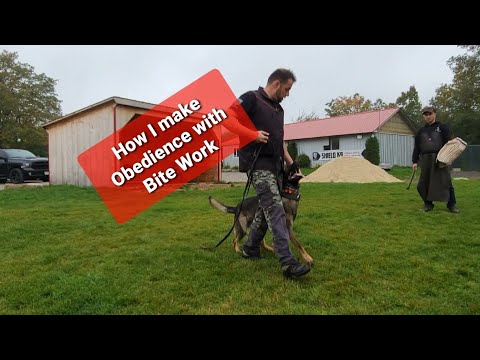 How I Train Control in Protection work - Real Dog training # 15 #k9 #dogtraining