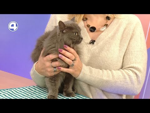 Викуша ищет дом | Фонд «ЗООзащита»