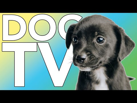 EXTRA-LONG DOG TV: Relaxing Entertainment Videos for Dogs!