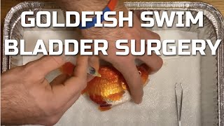 Goldfish Swim Bladder Surgery - Pressure Relief