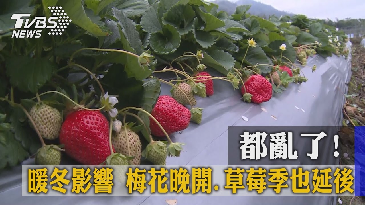 都亂了！暖冬影響　梅花晚開、草莓季也延後