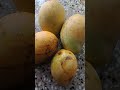 Mango Highlights Today Shortsfeed Tendingshorts Shortsfeed Viralvideos Shorts