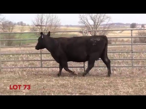Lot 73, G A R Big eye 109U
