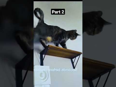 funny animals inc part 2 #shorts #viral #funny #funnyvideo #animals #funnyanimals #viralvideo