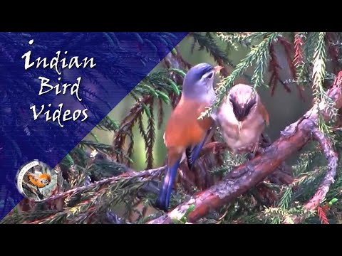Prúžkavec belasý (Actinodura cyanouroptera) — video o speve a chove