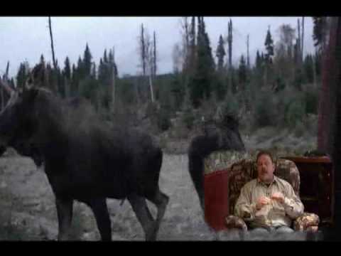 La preuve que les orignaux s'accouplent à la fin septembre et au début octobre