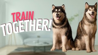 Work TWO Dogs At Once! 5 Easy Exercises!
