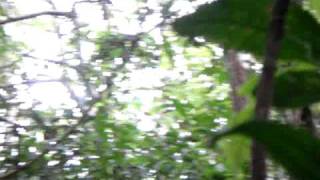 preview picture of video 'A woodpecker sighting in the jungle.'