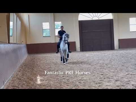 PICARO • schoolmaster type horse PRE for sale