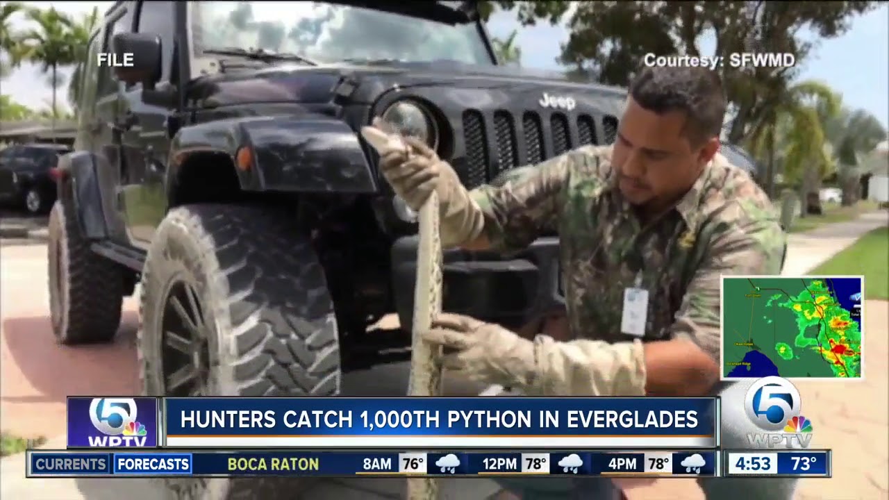 Florida marks milestone in Everglades python control program
