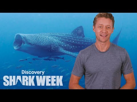 サメのスーパーパワー｜シャークウィークのデイリーバイト (Shark Superpowers | Shark Week's The Daily Bite)
