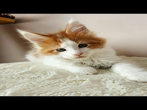 The  best nice  cat. babies