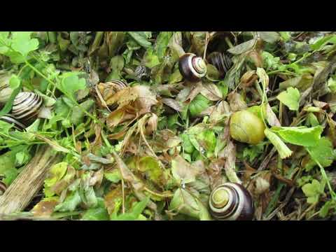 Bouračka - Bouračka - Městečko šneků