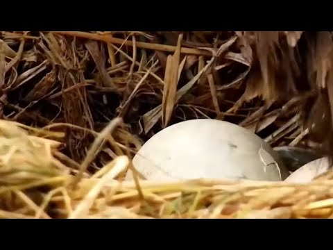 Decorah North Nest. A pip visible when Mr North rolls the eggs! - explore 03-24-2022