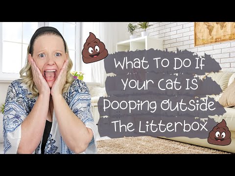 YouTube video about: How to stop cat from pooping on carpet?