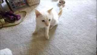 Conversation With Scarlett the Flame Point Siamese