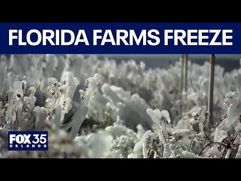 LIVE: Florida farms FREEZE with record-breaking cold snap