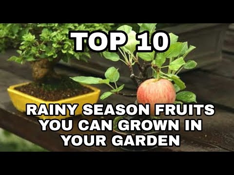 download lagu mp3 mp4 Monsoon Fruits In India, download lagu Monsoon Fruits In India gratis, unduh video klip Monsoon Fruits In India