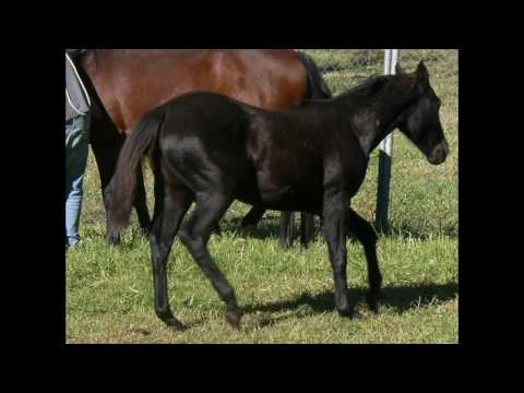 Hardrock Aritha bred by Australian Stock Horse Stud, by  Stellarpark Rockstar