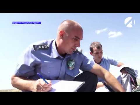 В Астраханской области Управлением Россельхознадзора на земельном участке сельхозназначения выявлена свалка твердых бытовых отходов