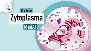 Zytoplasma | Bestandteile & Funktion | MedAT | Biologie