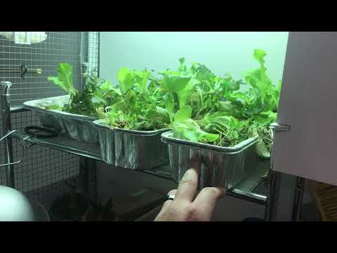 Growing Your Own Greens for your Birds?