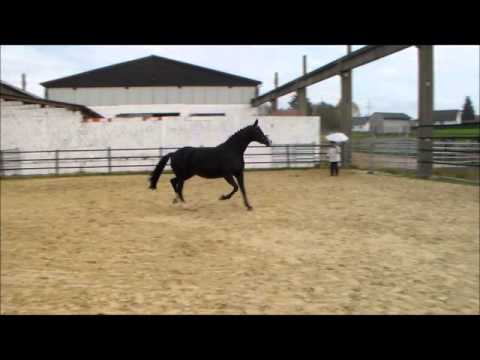 Stute von Stoiber SN, aus Mutter von Donnerhall