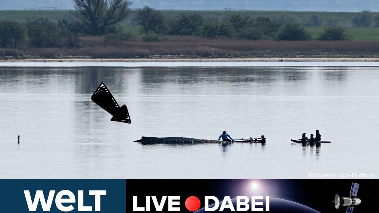 INSEL POEL LIVE: Rettungsaktion für Buckelwal Timmy 🔴 Einsatz von Hebekissen und Pontons LIVESTREAM