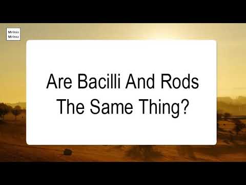 Are Bacilli And Rods The Same Thing