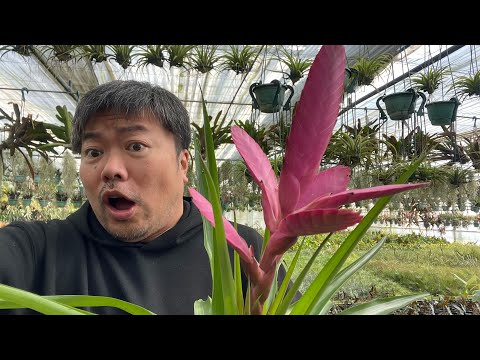 オランダの菩提樹 植物